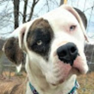 Meet your Posher, F. f. fox'sfarm of